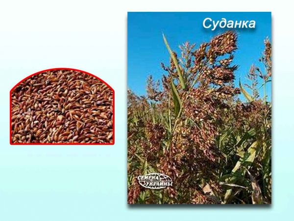 ������� (� ����) ����������� 25�� ��������� - �������� 1