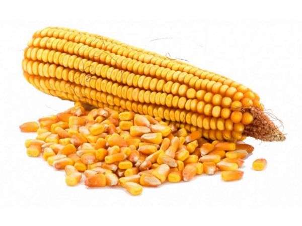 ��������� ������� ���� (� ����) 25�� �������� ������� - �������� 1