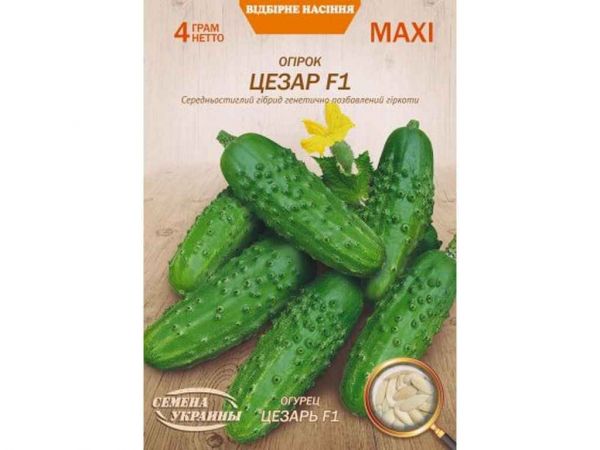 ���� ����� ������ F1 4� (10 �����) (��) �������� ������� - �������� 1