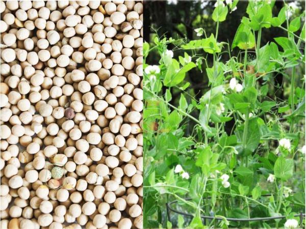 ����� ��������� ������� (� ����) 25�� �������� ������� - �������� 1