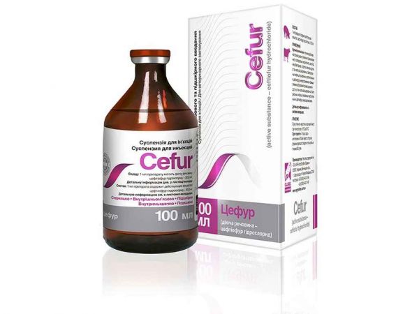 ������������� ���� ����� �������� ��� �풺���� 100�� ��O.L.KAR - �������� 1