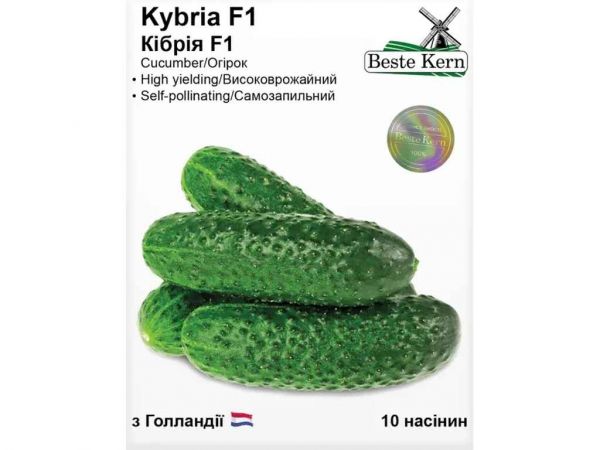 ����� ʳ��� F1 (10 ������)/(5 ����� � ��������) ��Beste Kern - �������� 1