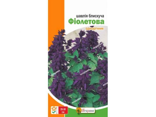 ����� �������� Գ������� (20 �����) 0,2� ��������� - �������� 1