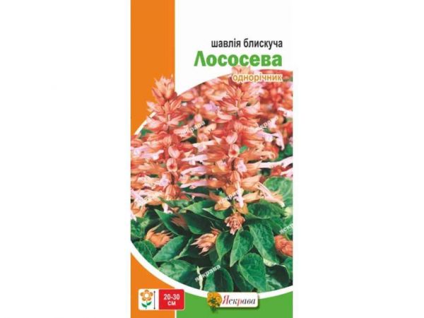 ����� ������ �������� �������� (20 �����) 0,1� ��������� - �������� 1