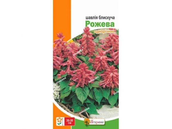 ����� ������ �������� ������� (20 �����) 0,1� ��������� - �������� 1