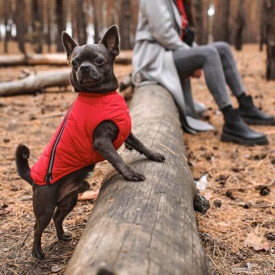 ����� ��� ������ Pet Fashion "E.Vest" S �������� (4823082424450) - �������� 4