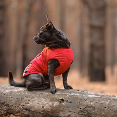����� ��� ������ Pet Fashion "E.Vest" S �������� (4823082424450) - �������� 5
