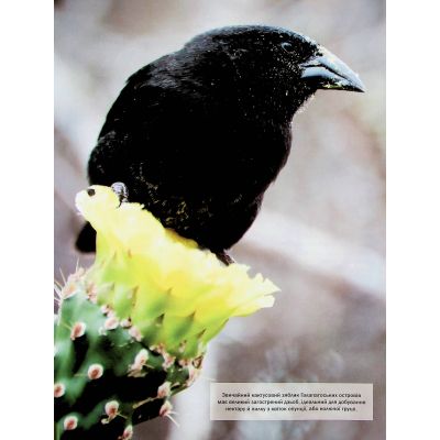 ����� ������ ����� ������ - ������ ����� Vivat (9786171704794) - �������� 10