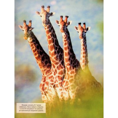 ����� ������ ����� ������ - ������ ����� Vivat (9786171704794) - �������� 5