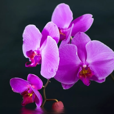 ������� Trio Գ�������� ������ (RL075580) - �������� 9