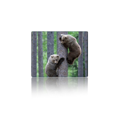 ������ ��� ���� ������ ��� ����� Voltronic Two Bears (YT-CAT11) - �������� 1