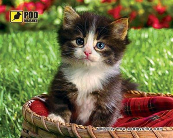 ������ ��� ���� Podmyshku ������� � ������� - �������� 1