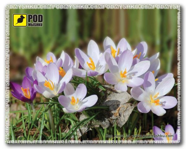 ������ ��� ���� ������� ��� ���� �����-������ Podmyshku �����-������� - �������� 1