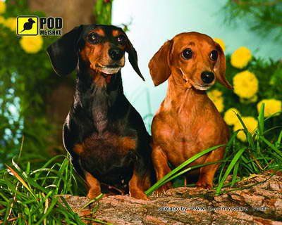 ������ ��� ���� ������� ��� ���� ����� Podmyshku ����� - �������� 1