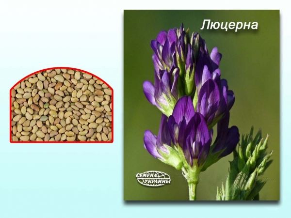 ������� (� ����) 25�� - �������� 1