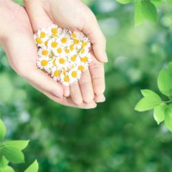 ������������� ��������� Naturella Classic Maxi 8 �� (4015400317999) - �������� 7