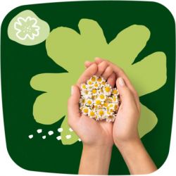 ó㳺����� ��������� Naturella Classic Night 7 �� (4015400437543) - �������� 7