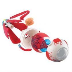 Набор для экспериментов EDU-Toys Модель глазного яблока сборная, 14 см (SK007) - Картинка 3