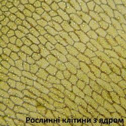  Bresser Biolux LCD Touch 50x-2000x (5201020) (928558) -  6