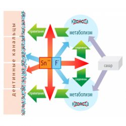 Зубная паста Dr. Wild Emofluor Daily Care со стабилизированным фторидом олова 75мл (7611841701686) - Картинка 5