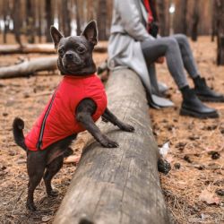 ����� ��� ������ Pet Fashion "E.Vest" S �������� (4823082424450) - �������� 4