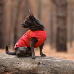 ����� ��� ������ Pet Fashion "E.Vest" S �������� (4823082424450) - �������� 5
