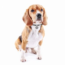 ������ ��� ��������� WAUDOG Smart ID S 25-45 �� ������ (60381) - �������� 2