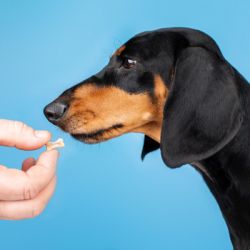 Вітаміни для собак ProVET Profiline Біотин комплекс для шерсті 100 табл (4823082431625) - Картинка 3