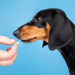 �������� ��� ����� ProVET ����� �������� ��� ������� � ������� ����� 100 ����. (4823082431694) - �������� 4