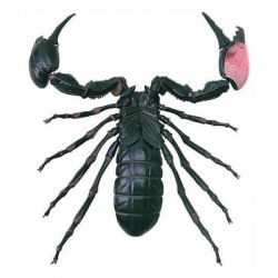 ���� 4D Master Master ������� (FM-622033) - �������� 4