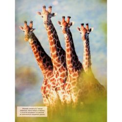 ����� ������ ����� ������ - ������ ����� Vivat (9786171704794) - �������� 5