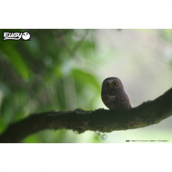 ���� Eugy 3D ������� ���� (XEG-044) - �������� 5