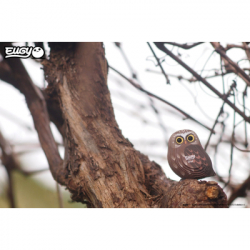 ���� Eugy 3D ������� ���� (XEG-044) - �������� 7