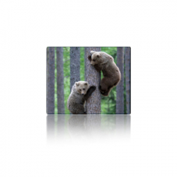 ������ ��� ����� Voltronic Two Bears (YT-CAT11)