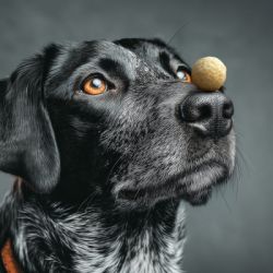 Лакомство для собак WAUDOG Treats Хрустящие творожные шарики 30 г (4460) - Картинка 4