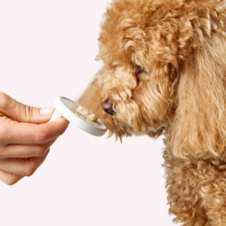 Лакомство для собак Delickcious говядина с добавлением сыра и спаржи 4х15 г (4820269145429) - Картинка 8