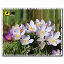 ������ ��� ���� Pod Mishkou �����-�������