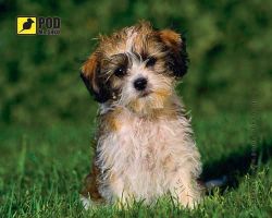 ������� ��� ���� �������� ����� Podmyshku �������� �����