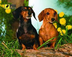 ������� ��� ���� ����� Podmyshku �����