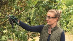 Секатор аккумуляторный Bosch EasyPrune, 12В, 2х3А, d реза 25мм, 1000гр 0.600.8B2.102 - Картинка 16