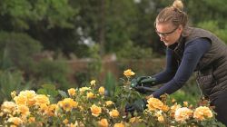 Секатор аккумуляторный Bosch EasyPrune, 12В, 2х3А, d реза 25мм, 1000гр 0.600.8B2.102 - Картинка 18