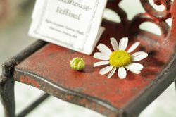 Canon EF 100mm f/2.8L Macro IS USM 3554B005 - Картинка 3