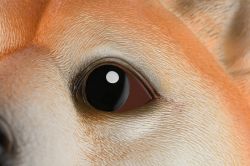 Игрушка-перчатка Same Toy Собака Акита X325UT - Картинка 4